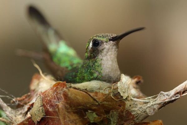 Hummingbird Nests What You Need to Know
